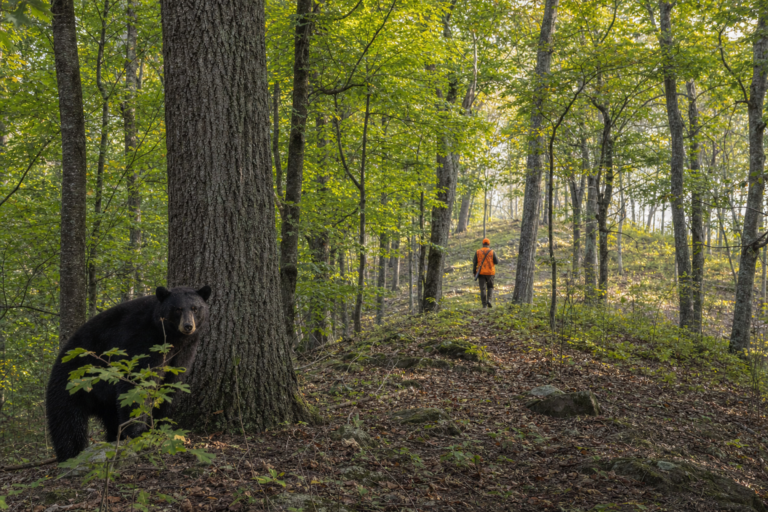 New York's early bear and antlerless deer seasons are underway