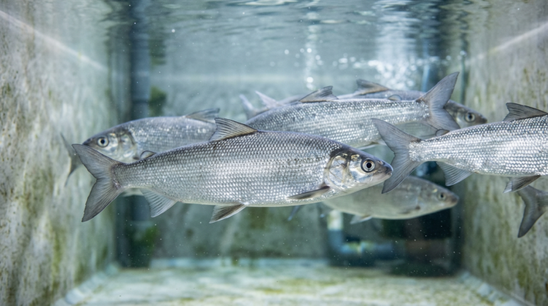 Michigan launches Great Lakes whitefish rescue this fall