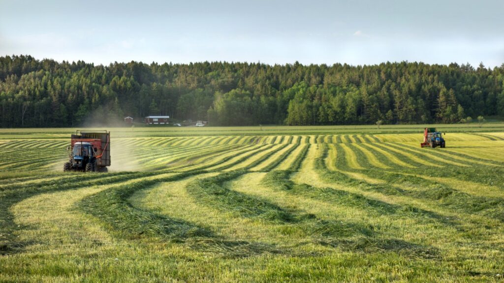 Tractors in a field with cut rows